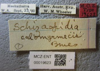 Media type: image;   Entomology 19623 Aspect: labels
